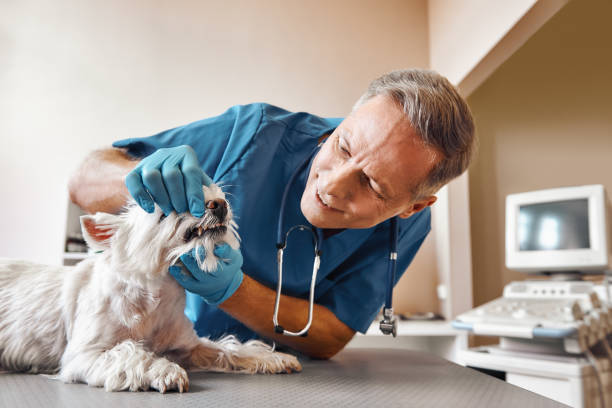 Best Emergency Tooth Extraction in Greenock, PA